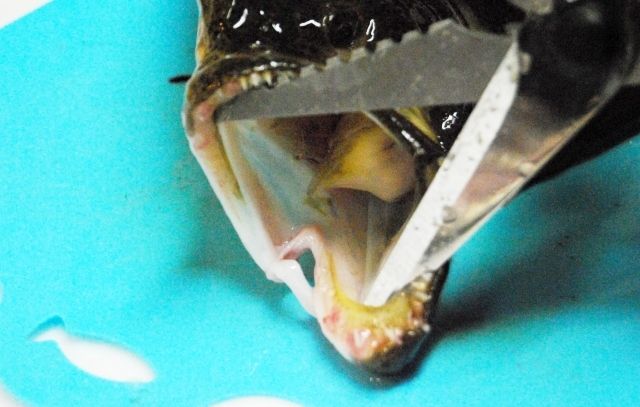 るぅのおいしいうちごはん