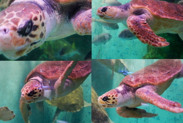 るぅのおいしいうちごはん