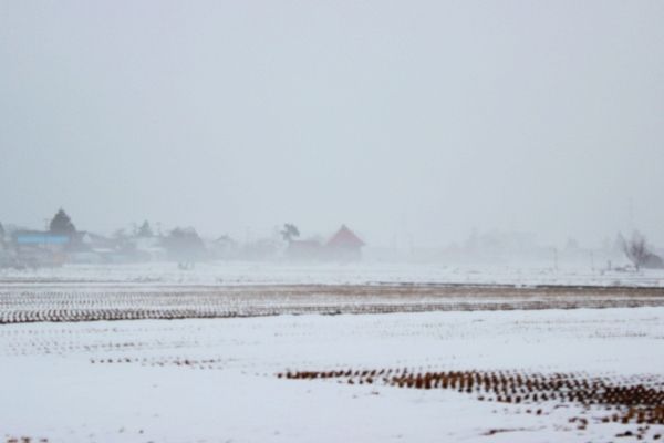 るぅのおいしいうちごはん