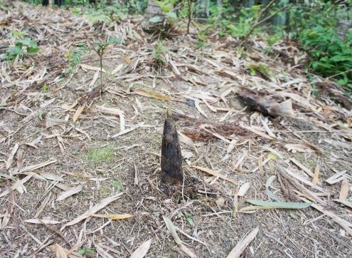 るぅのおいしいうちごはん