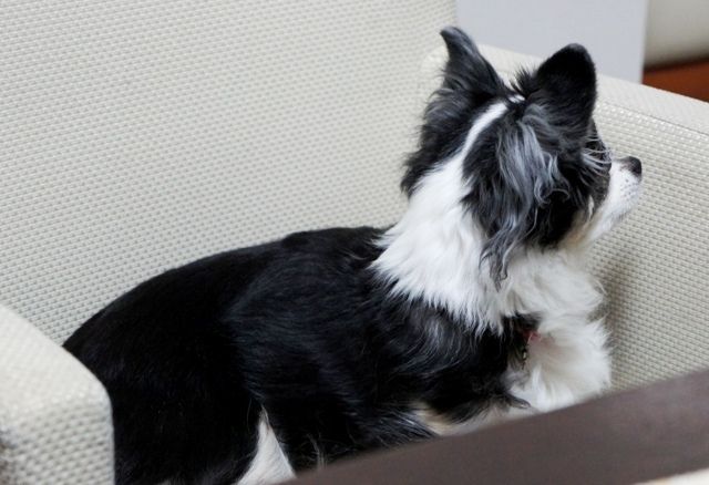 るぅのおいしいうちごはん