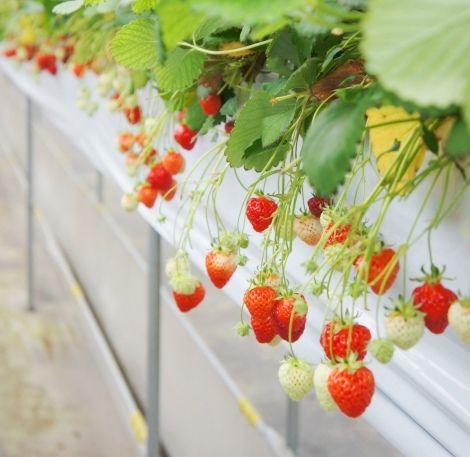 るぅのおいしいうちごはん