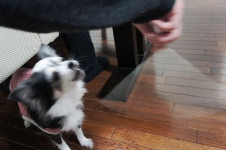 るぅのおいしいうちごはん