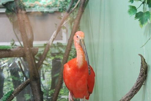 るぅのおいしいうちごはん