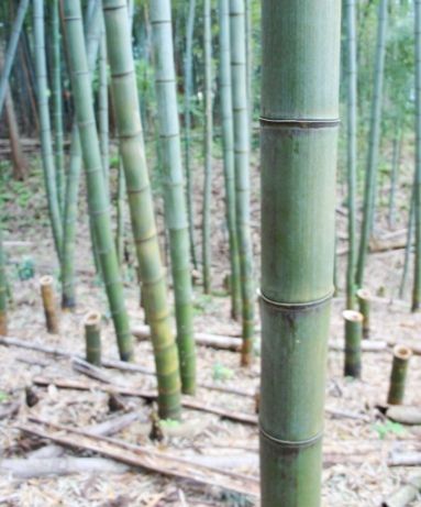 るぅのおいしいうちごはん