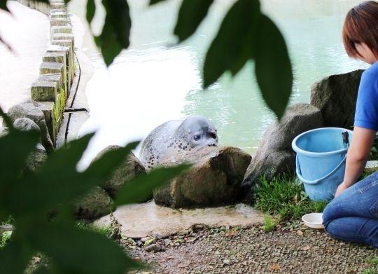 るぅのおいしいうちごはん