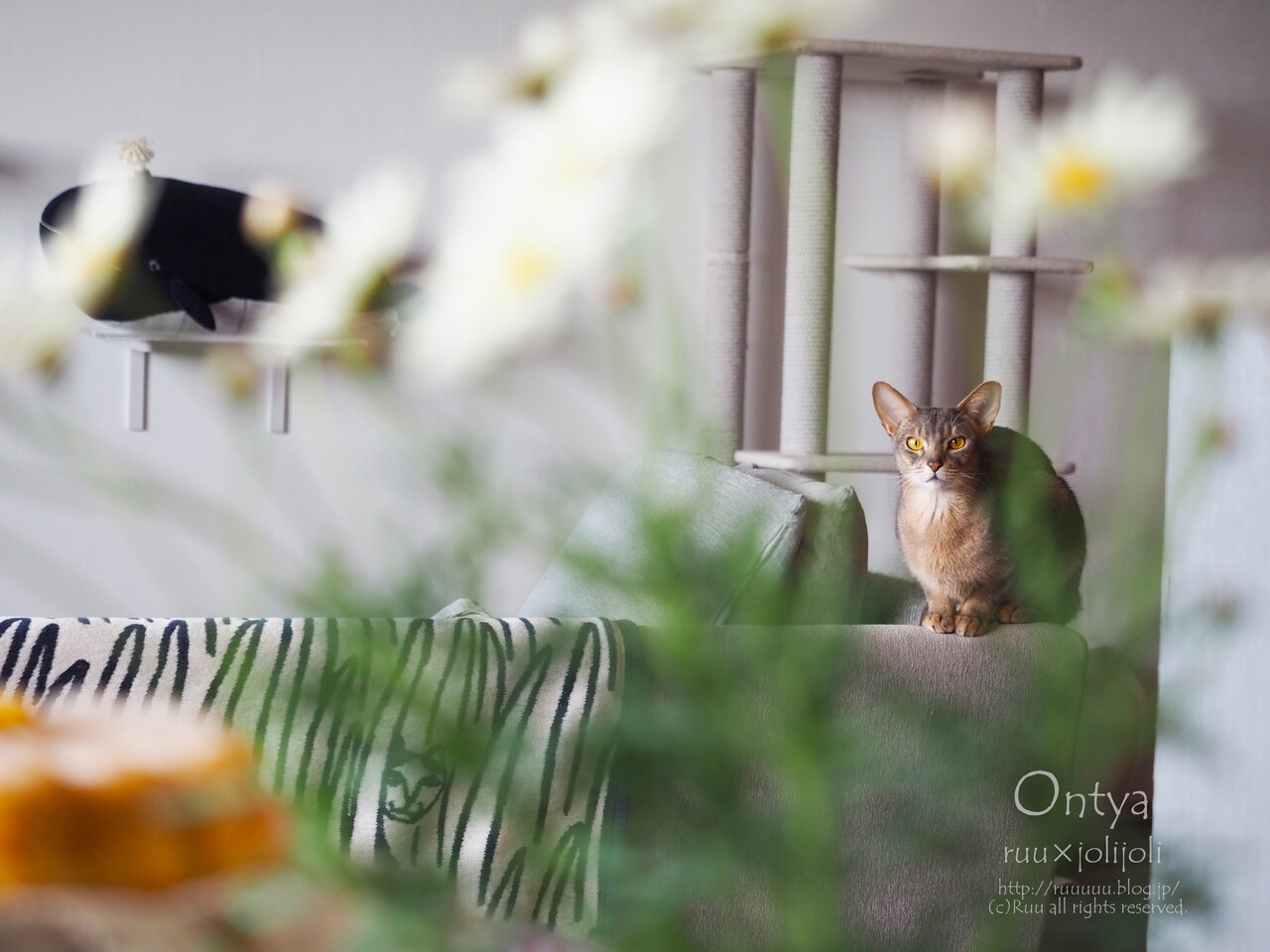 オン茶 流行りのオンライン飲み会ならぬオンラインお茶会をした話 るぅのおいしいうちごはん Powered By ライブドアブログ