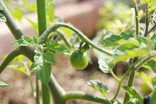 るぅのおいしいうちごはん