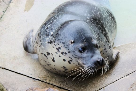 るぅのおいしいうちごはん