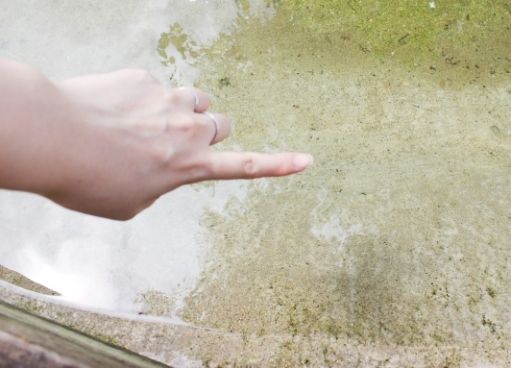 るぅのおいしいうちごはん