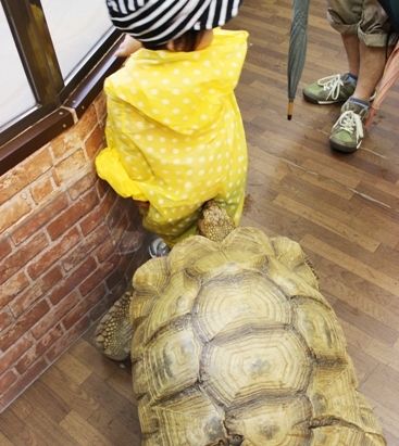 るぅのおいしいうちごはん