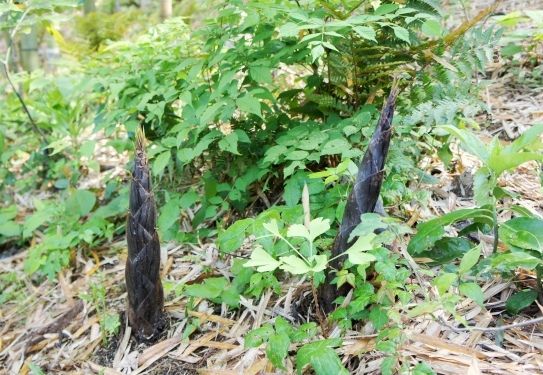 るぅのおいしいうちごはん