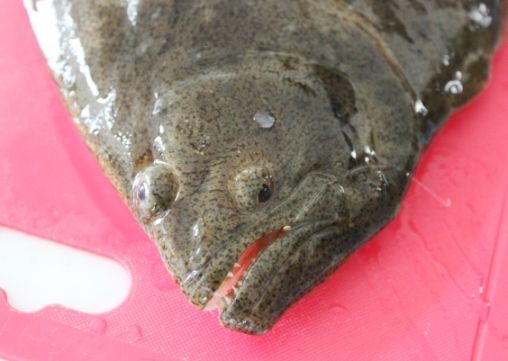るぅのおいしいうちごはん