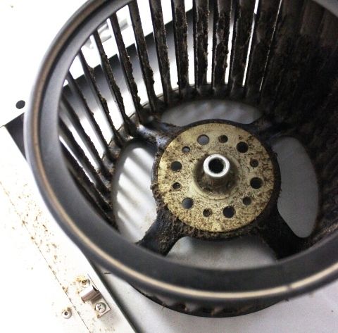 るぅのおいしいうちごはん