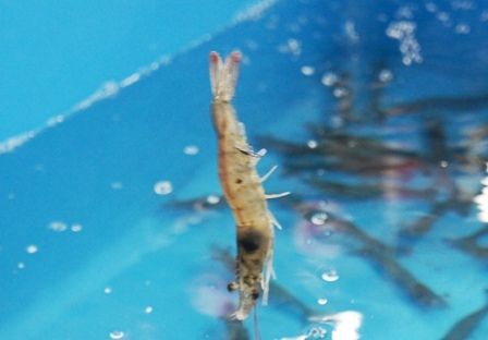 るぅのおいしいうちごはん