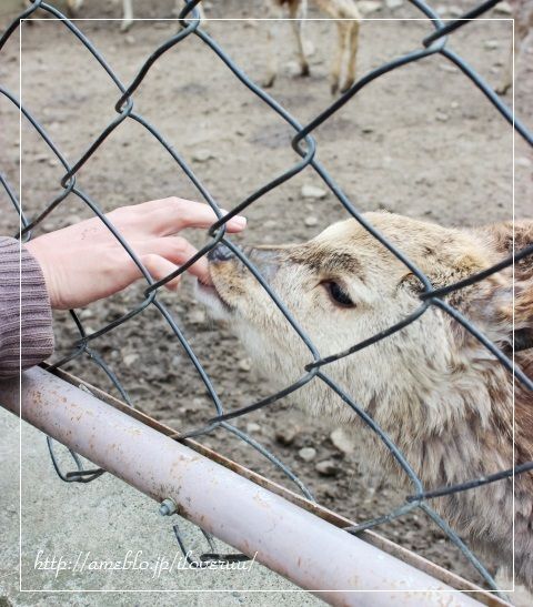 るぅのおいしいうちごはん