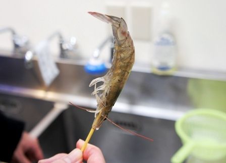 るぅのおいしいうちごはん