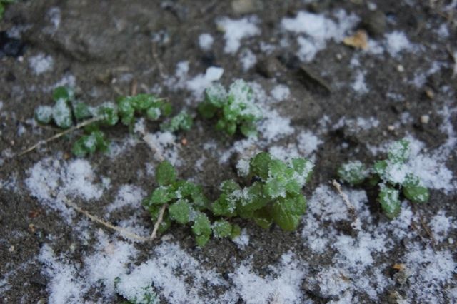 るぅのおいしいうちごはん