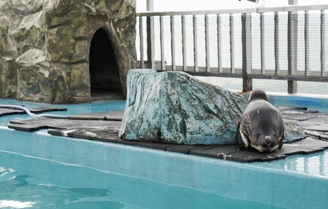 るぅのおいしいうちごはん