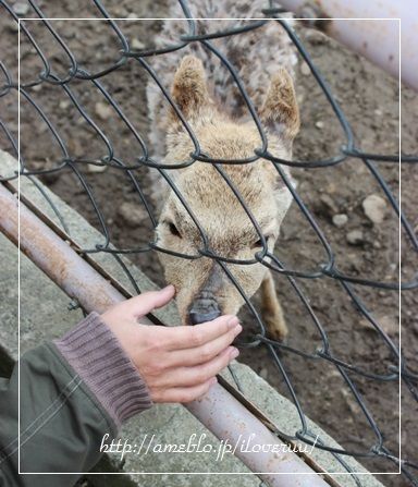 るぅのおいしいうちごはん