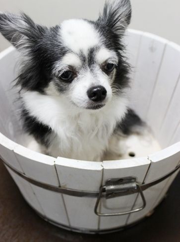 るぅのおいしいうちごはん