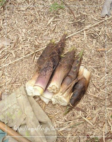 るぅのおいしいうちごはん