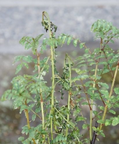 るぅのおいしいうちごはん