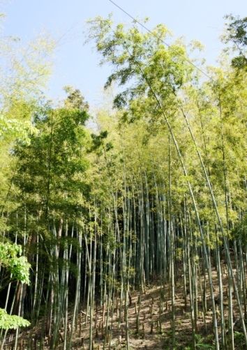 るぅのおいしいうちごはん