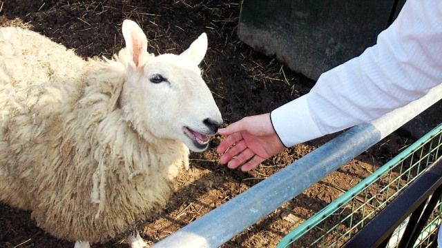 るぅのおいしいうちごはん