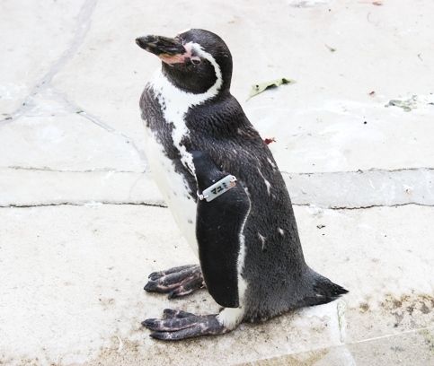 るぅのおいしいうちごはん