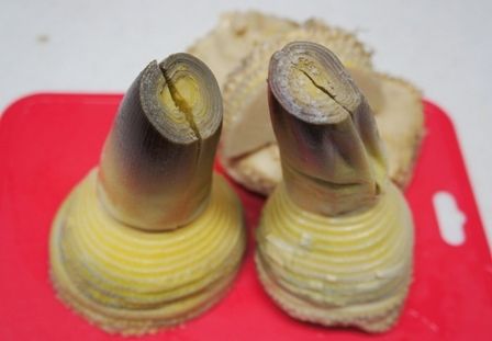るぅのおいしいうちごはん