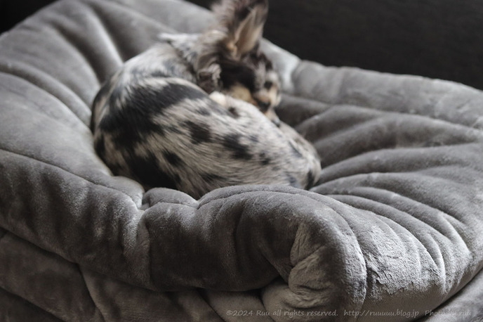 0B8A5137 のコピー