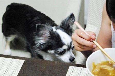 るぅのおいしいうちごはん