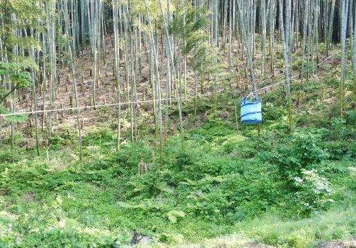 るぅのおいしいうちごはん