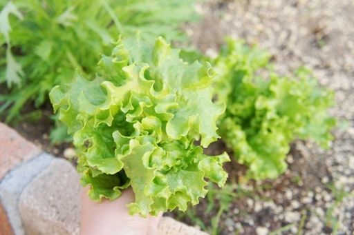 るぅのおいしいうちごはん