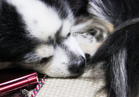 るぅのおいしいうちごはん