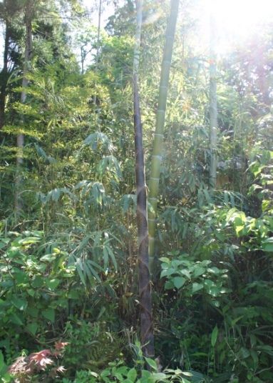 るぅのおいしいうちごはん