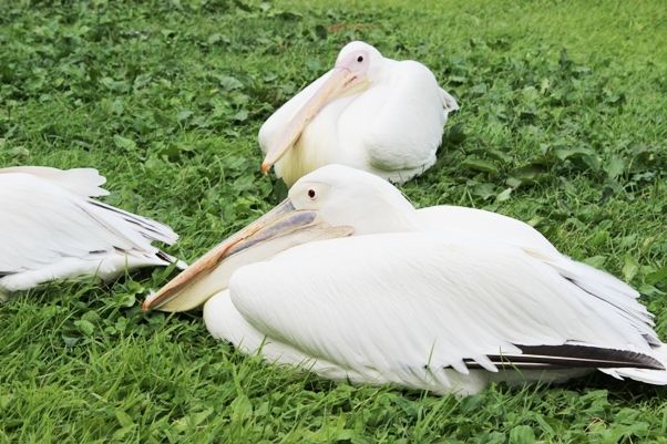 るぅのおいしいうちごはん