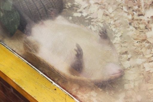 るぅのおいしいうちごはん