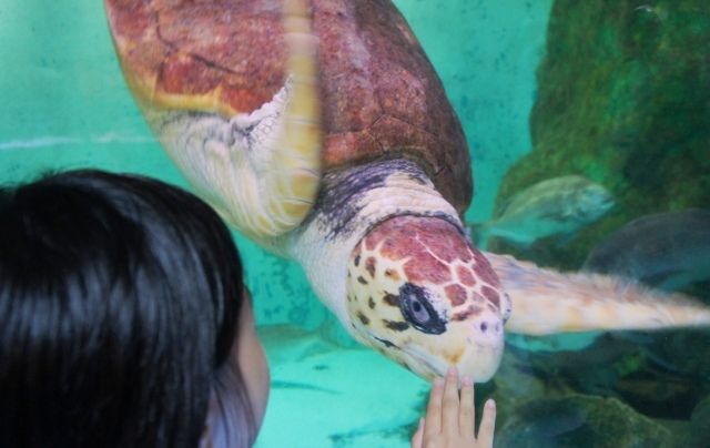 るぅのおいしいうちごはん