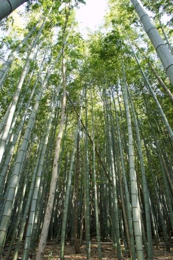 るぅのおいしいうちごはん