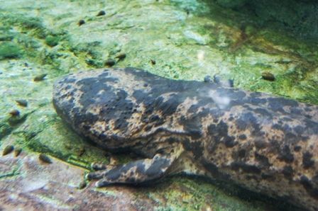 るぅのおいしいうちごはん