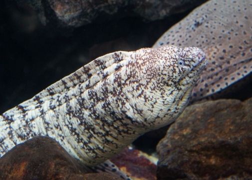 るぅのおいしいうちごはん