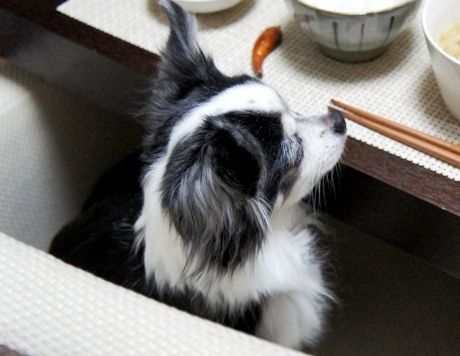 るぅのおいしいうちごはん