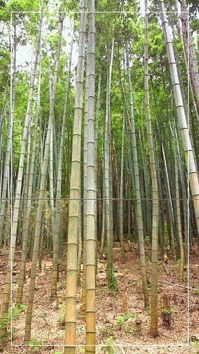 るぅのおいしいうちごはん