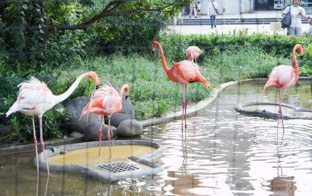 るぅのおいしいうちごはん