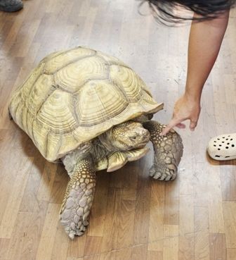 るぅのおいしいうちごはん