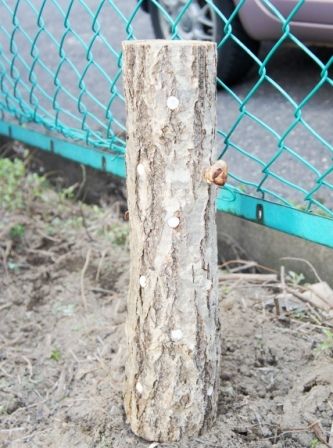 るぅのおいしいうちごはん