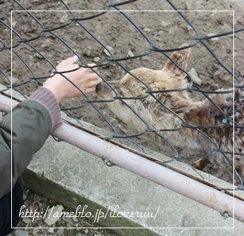 るぅのおいしいうちごはん