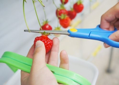 るぅのおいしいうちごはん